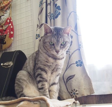 kiri