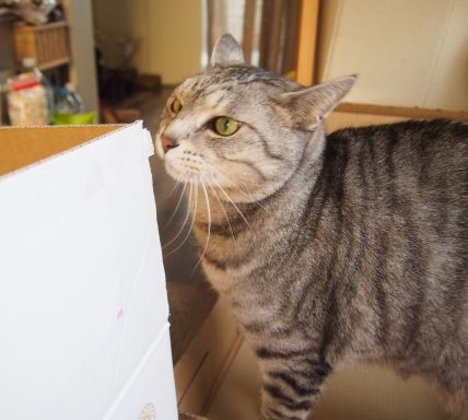 box