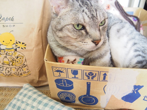 catinthebox