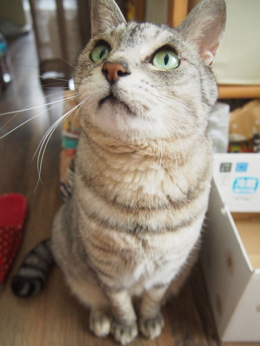 kira4