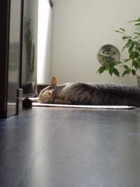 sunny