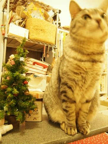 merry3じっとできない猫
