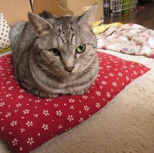 hako