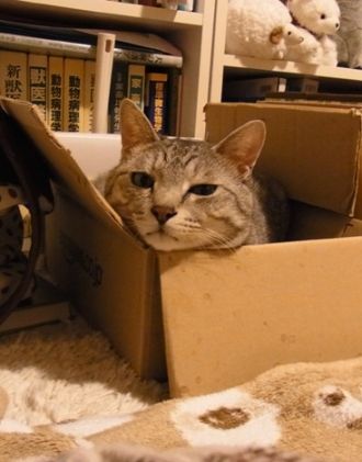 catinthebox2
