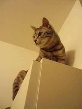 shoebox