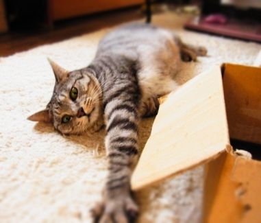 nobi