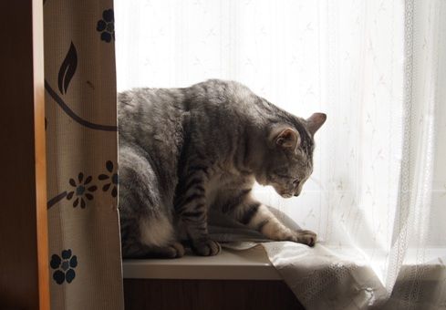 curtain2