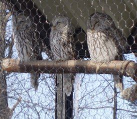 owl