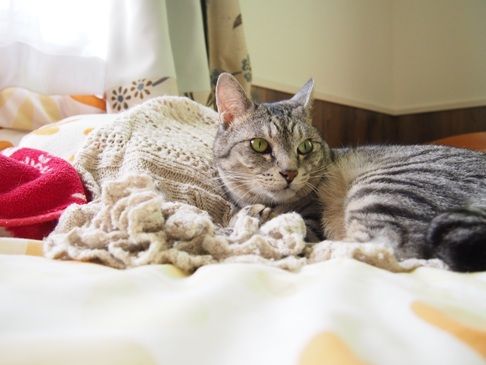 knit4