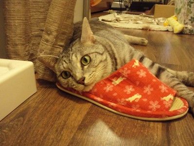 slipper2