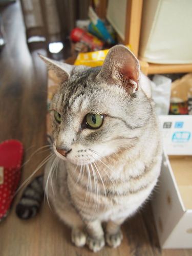 kira3