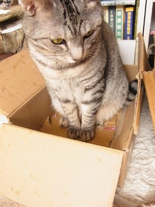 catinthebox