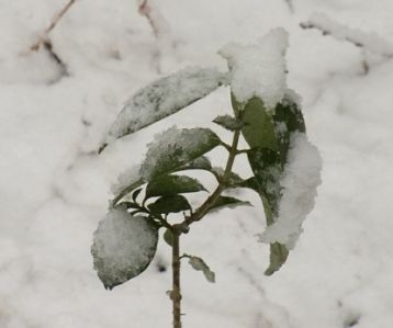 snow