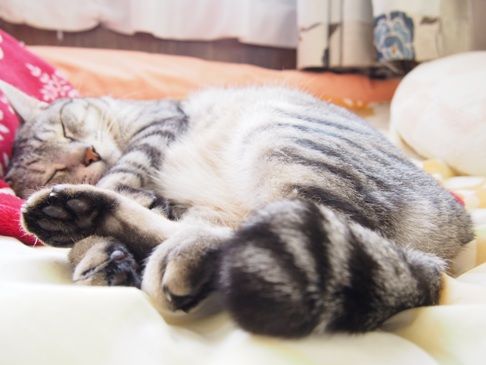 asleep3