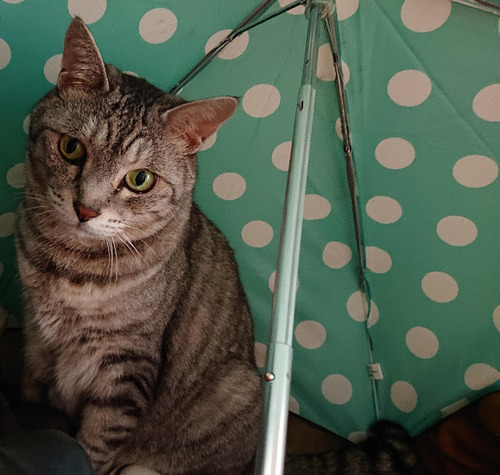 rainy
