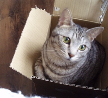 boxlover4