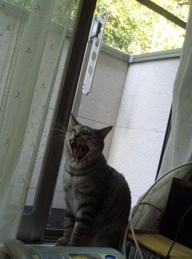 akubi