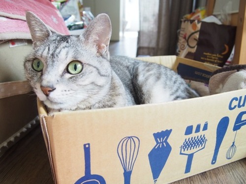 suki2