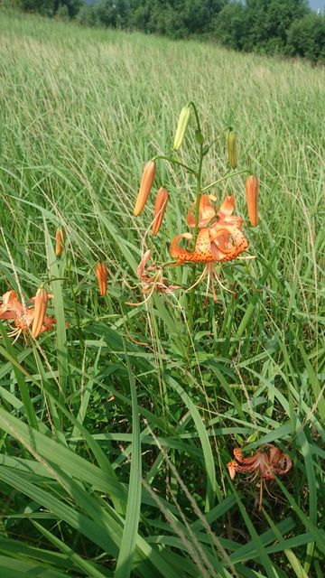 無職 道草を食う オニユリの花と蕾とムカゴを食べてみた 無職 道草を食う オニユリの花と蕾とムカゴを食べてみた