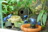 azureus20100728