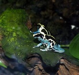 �ϥ󥹤Υѥȥꥷ��