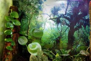 Ǯ�ӱ��ӤΥХå������꡼��