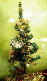 チランジアクリスマス