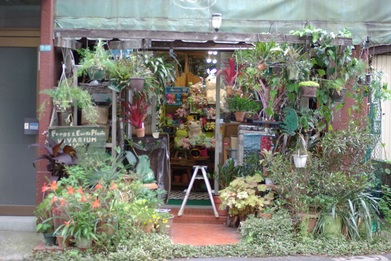 ワイルドスカイ カエルとエキゾティックプランツのパルダリウムなどのビバリウム専門店 ワイルドスカイの店先で咲く花 Livedoor Blog ブログ