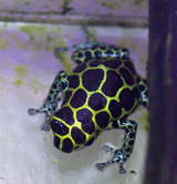 Dendrobates imitator