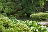 一茶の池