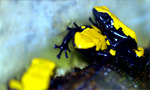 galactonotus yELLOW