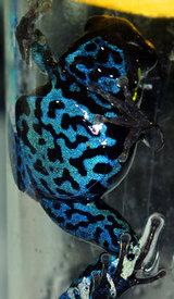 Hyloxalus azureiventris1