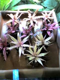 ワイルドスカイ カエルとエキゾティックプランツのパルダリウムなどのビバリウム専門店 チランジア フリーセア 銀葉 クリプタンサスなど入荷しました Livedoor Blog ブログ