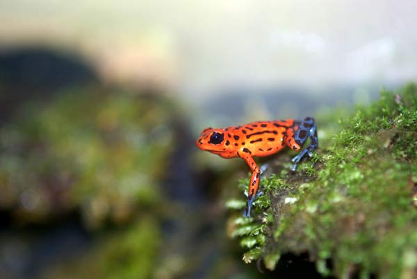 イチゴヤドクガエル - Wikipedia