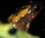 �ƥ�ӥꥹ�ߥ�ȿ��Ѥ�ꣲ