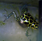 ����äƤ��륤�ߥơ������᥹��