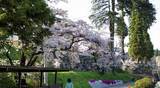 蓼科の桜