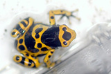 leucomelas03