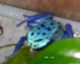azureus09266