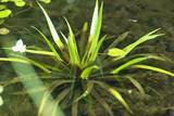 Stratiotes aroides