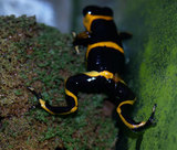 ���ޡ�������ɥ�������