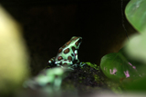 D.auratus Bronz&Green Microspot