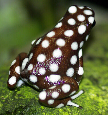 emysteriosus04_1703049847607