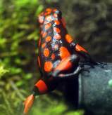 histrionicus 'Bahia Solano'01
