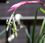 �ӥ�٥륮�����̥���