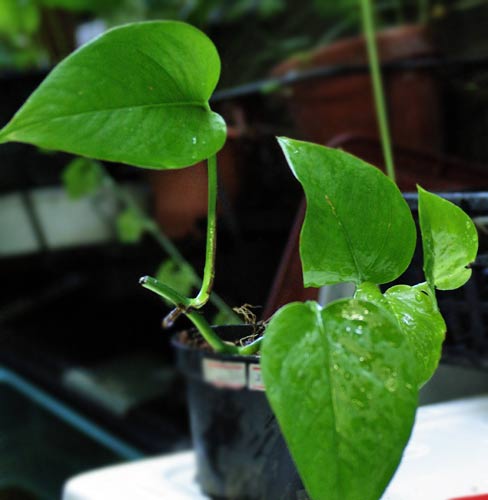 ワイルドスカイ カエルとエキゾティックプランツのパルダリウムなどのビバリウム専門店 ポトスグリーン 斑なしポトス Livedoor Blog ブログ