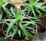 cry microglaziovii