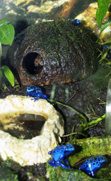 azureus100330