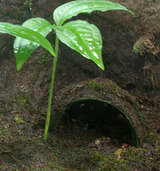 �ץ�ݥå�Ⱦʬ��¤����