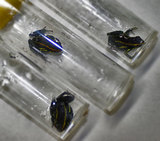 Hyloxalus azureiventris2